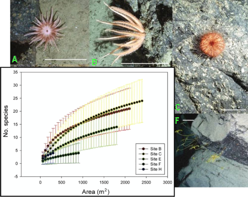A few species from Nazaré Canyon, offshore Portugal: A) actinarian anemone, B) brisingid sea star, C) echinoid Calveriosoma hystrix, F) stalked crinoid Anachalypsocrinus nefertiti. Scale: 10cm. Inset: estimating biodiversity with sample-based rarefaction curves, illustrating the species density at the upper (Sites B, C, E), middle (Site F) and lower canyon (Site H). Data from Pattenden A. in Huvenne et al. (in press).