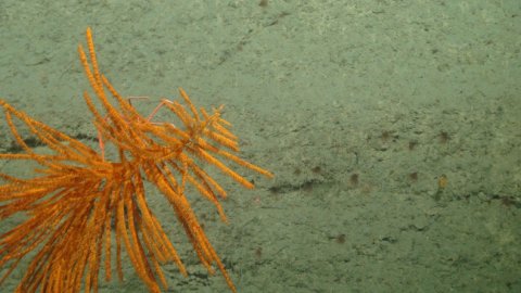 This orange, tree-like specimen is actually a species of ‘black coral’ (called like this because its skeleton is black)