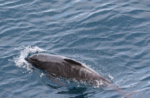 One of the most remarkable cetacean sightings was of a lone juvenile Pilot Whale, seen continually surfacing alongside the ship for most of the day on 18 June. This apparently orphaned animal was evidently in some distress, which became even more apparent when it reappeared alongside the vessel two days later some 50km to the southwest!
