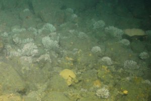 ROV image showing coral worms and a ‘prawn cracker’ sponge on seafloor boulders