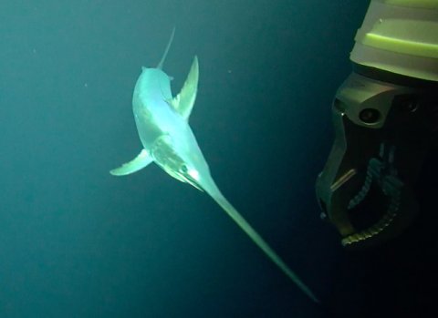 This image of a Broad-billed Swordfish was taken from video obtained using ROV Isis. The robotic arm of the vehicle is visible in the right of the image.